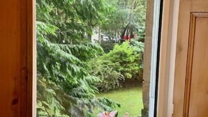 A window with a view of dense green foliage and a small vase with pink flowers on the windowsill. - Luxury Glasgow West End Apt.

 (Glasgow)