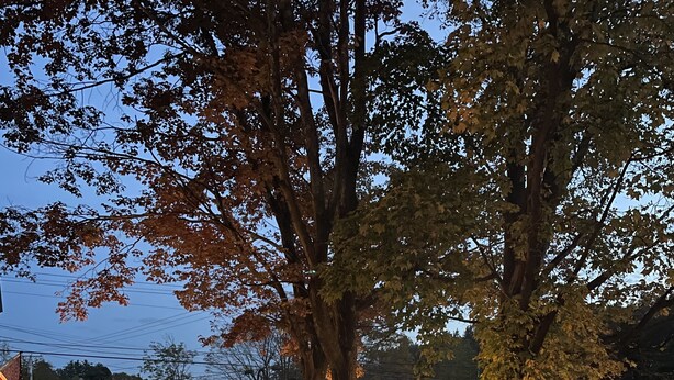 Un hogar de piedra rodeado de rocas, con un árbol al fondo y un edificio con tejado rojo a la izquierda.