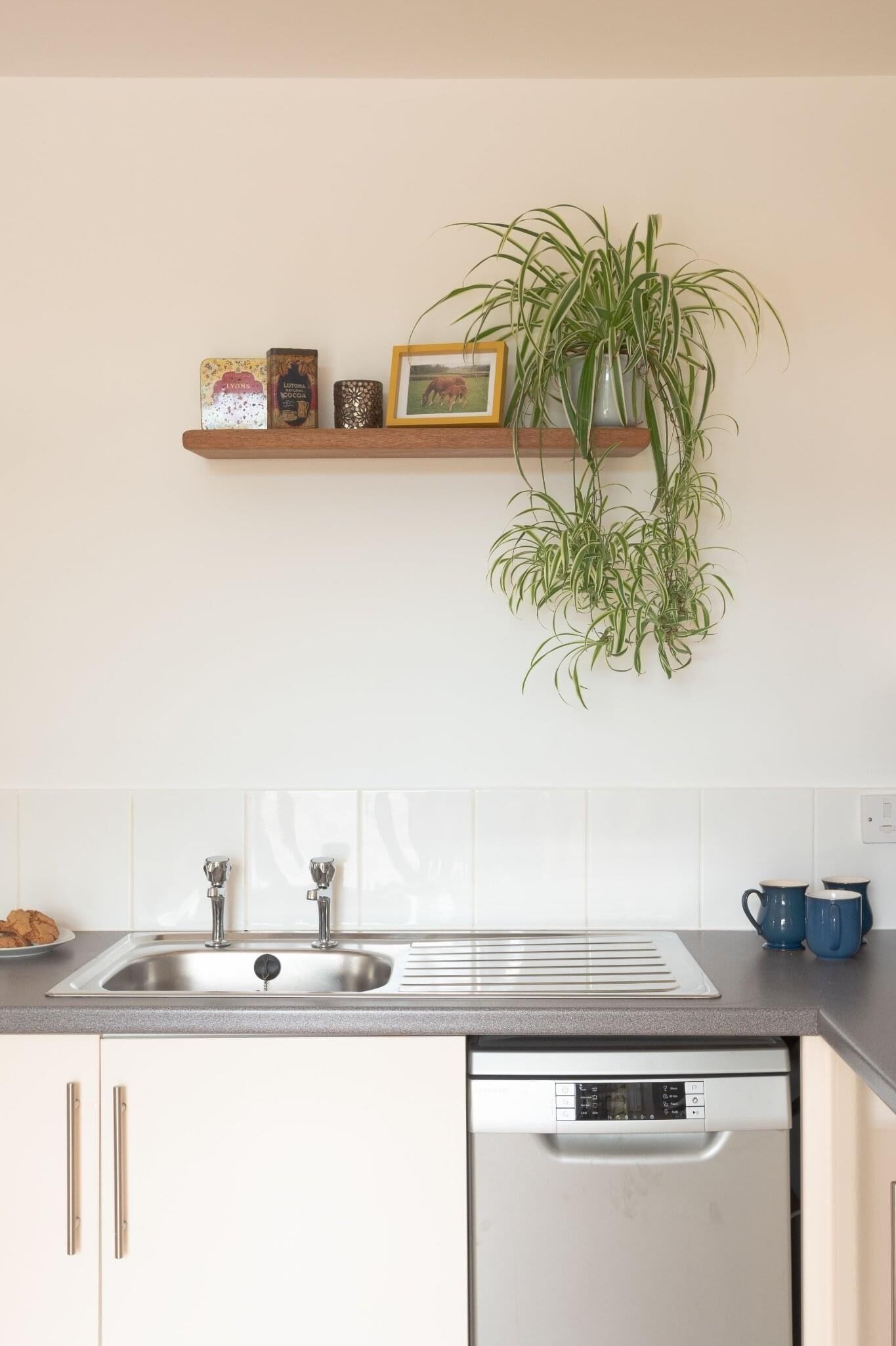 Una cocina con un lavamanos de acero inoxidable, lavavajillas y una planta colgante.
