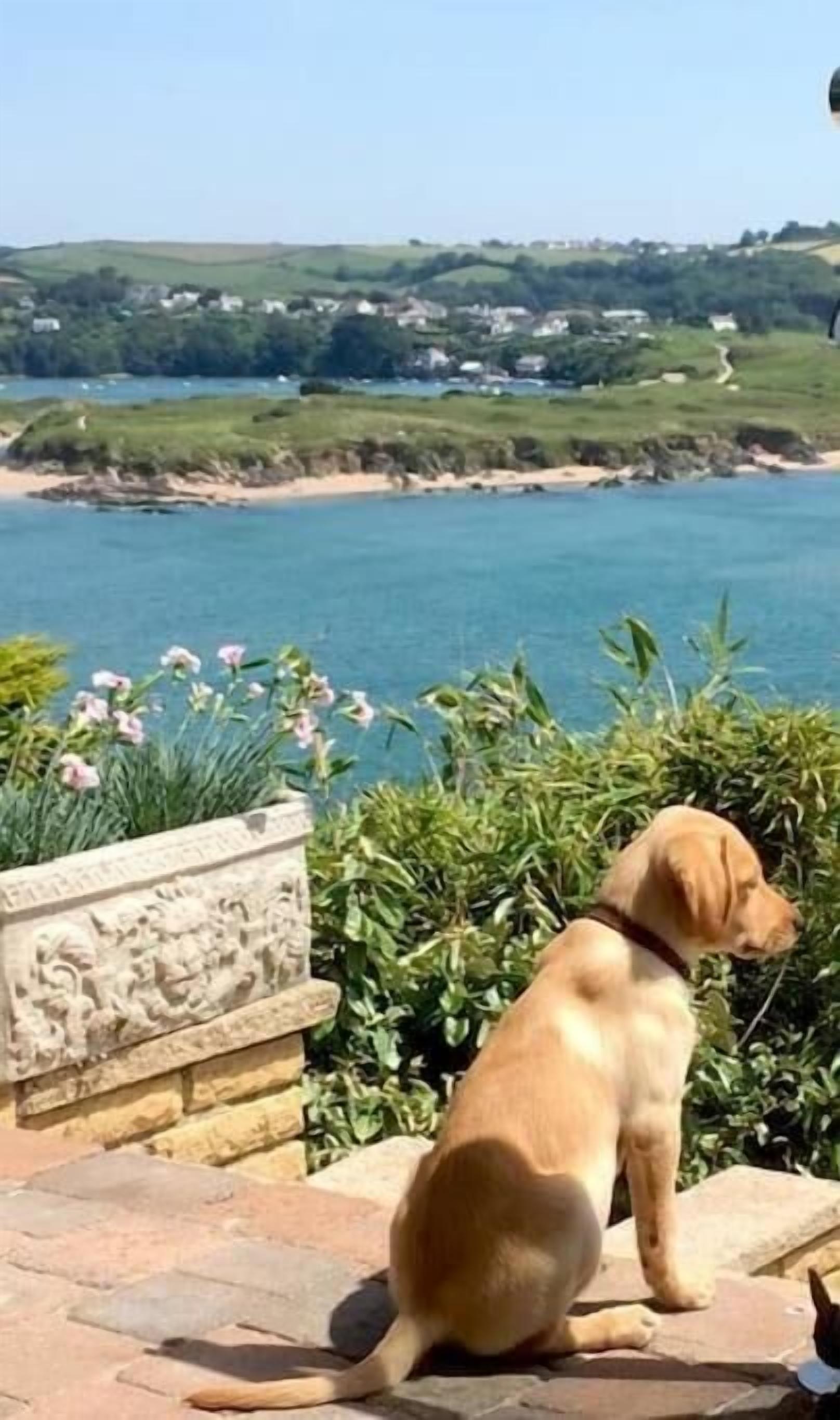 Un perro sentado sobre un borde de piedra con vistas a un paisaje costero con casas a lo lejos.