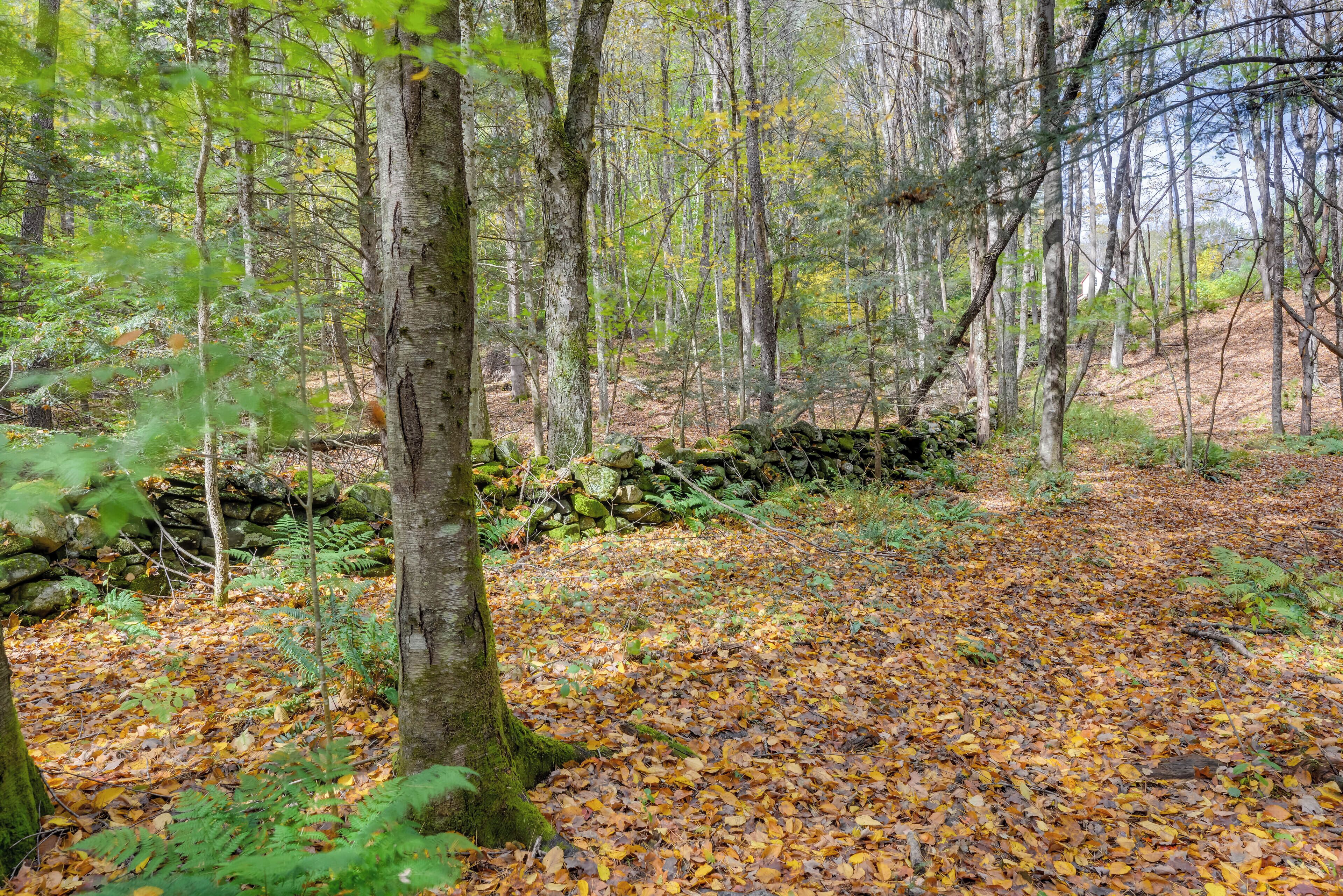 Bosque con un muro de piedra y un sendero cubierto de hojas secas.