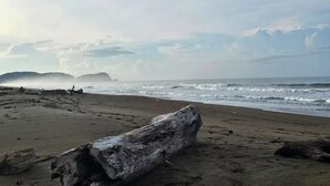 Une plage avec un grand tronc d’arbre au premier plan, des vagues qui déferlent et un horizon brumeux.