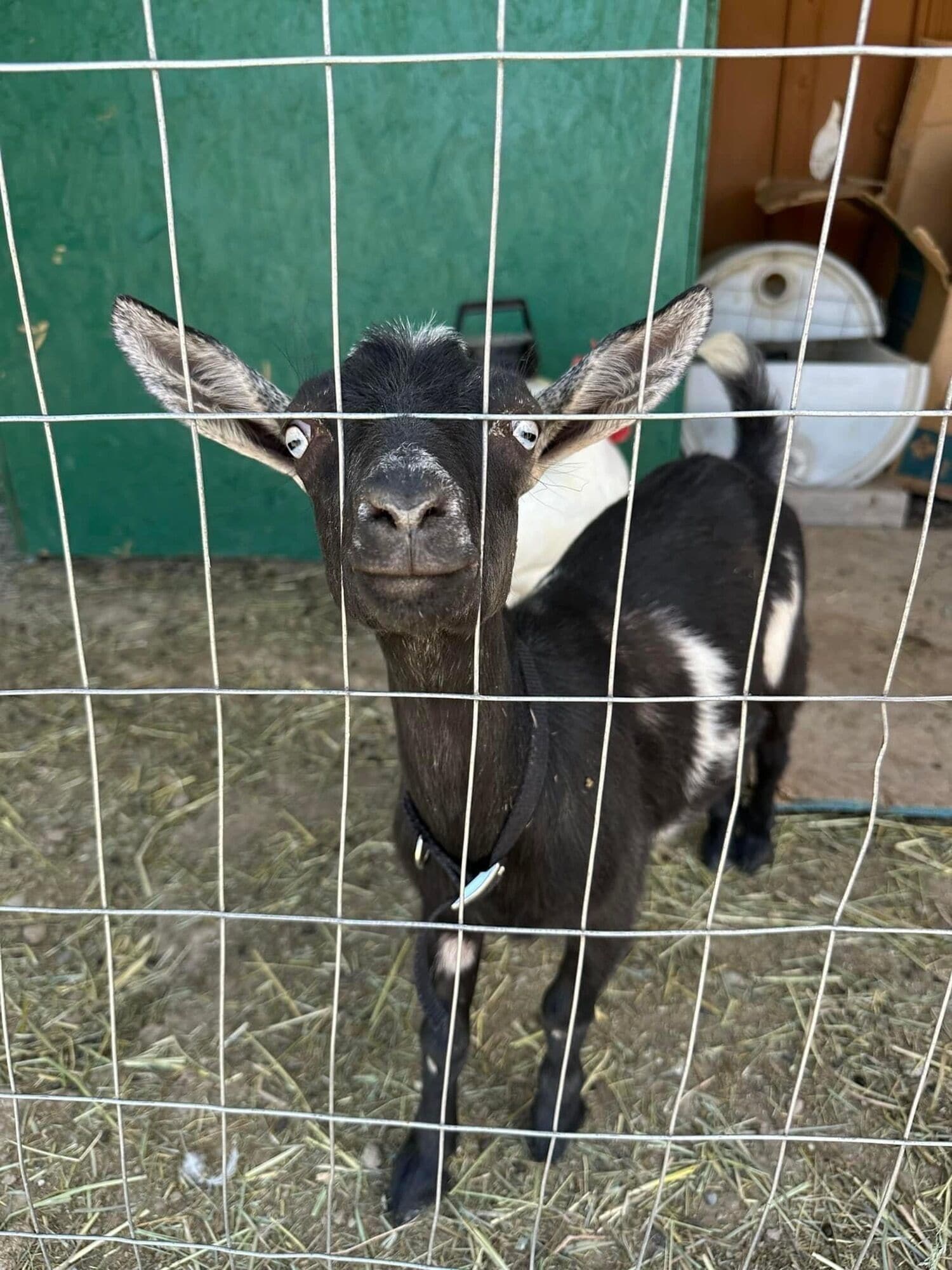A goat behind a wire fence in a stable with hay on the ground.