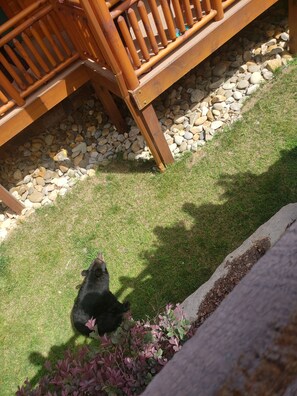 Property grounds - Why not head to the mountains?
(Gatlinburg)