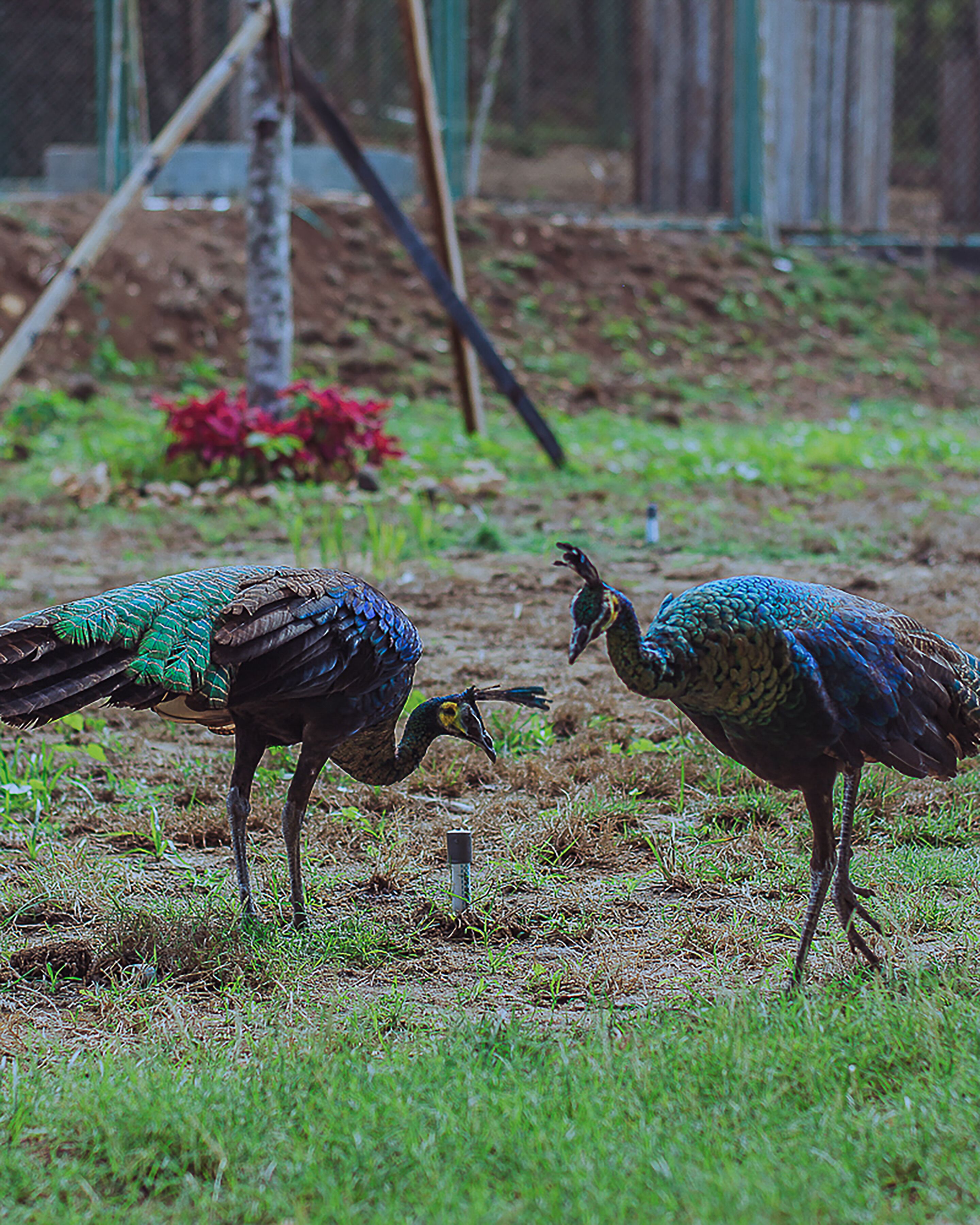 Dos pavos reales en un recinto cubierto de césped, con una estructura metálica al fondo.