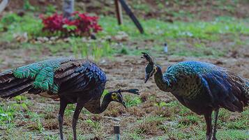 Dos pavos reales en un recinto cubierto de césped, con una estructura metálica al fondo.