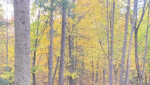 A wooden pathway in a forested area with trees displaying autumn foliage.