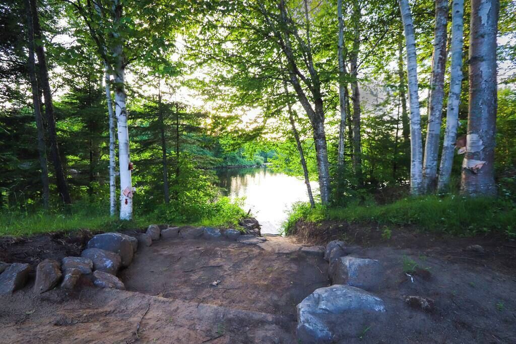 A forested area with a dirt path leading to a body of water, surrounded by birch trees.