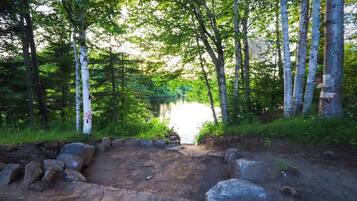 A forested area with a dirt path leading to a body of water, surrounded by birch trees.