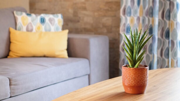 A potted plant on a wooden table with a grey sofa and patterned curtains in the background.
