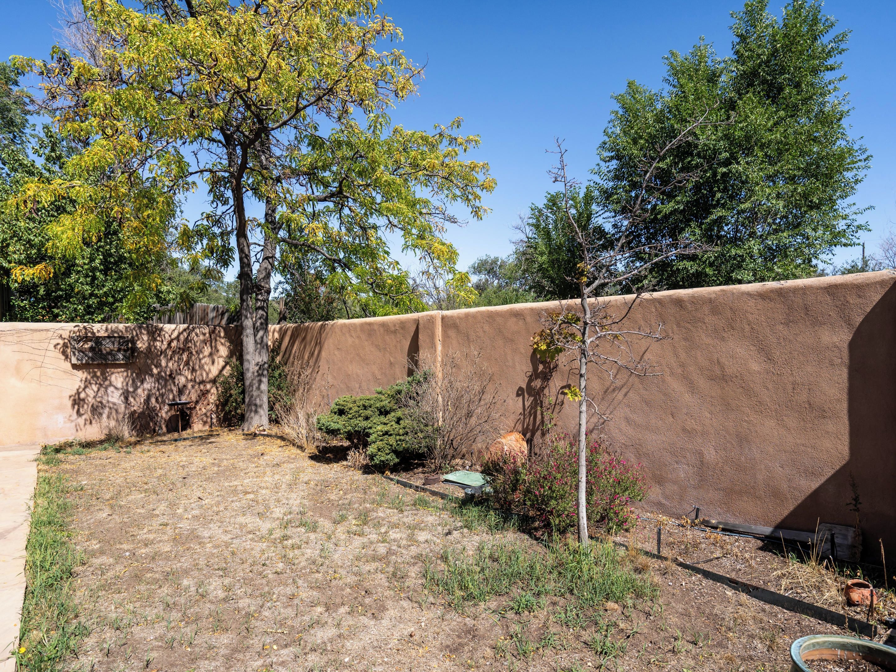 A dry, grassy yard with a tall tree, a small bush, and a wall.