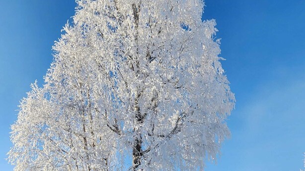 A snow-covered tree in a residential area with a clear sky. - Home Away from home, fully/equipped, nearJBER, private parking <4 miles Downtown (Anchorage)