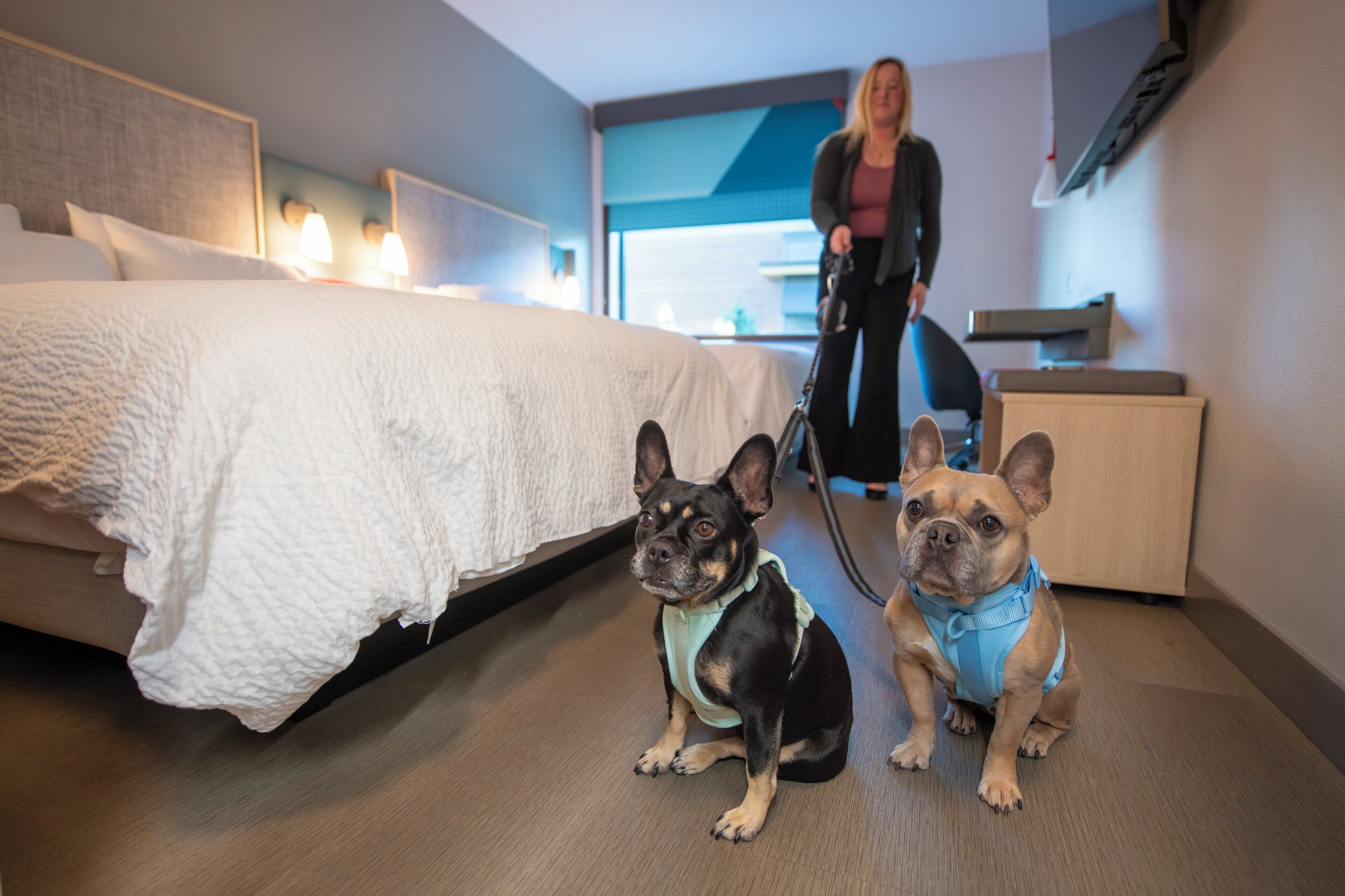 Hotellihuone, jossa on sänky, kaksi koiraa ja henkilö, joka ulkoiluttaa koiraa.
