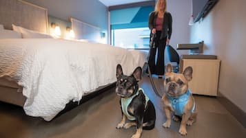 A hotel room with a bed, two dogs, and a person walking a dog.