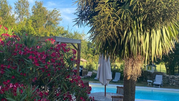 A poolside area with a palm tree, red flowers, and a wooden deck.