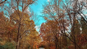 A road flanked by trees with autumn foliage. - Nature's Cedar Creek Getaway-K
 (Cave Spring)
