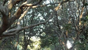 A wooden boardwalk surrounded by trees and a bamboo fence. - Fairbanks House with beach access just steps from your front door (Virginia Beach)