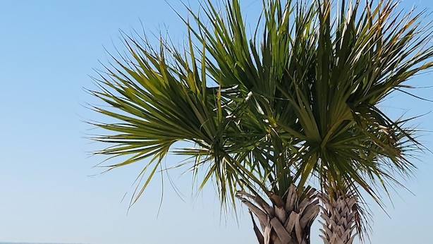 A beach with palm trees, a picnic table, and a sign.