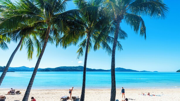 A beach with palm trees, clear blue water, and people relaxing. - Lagoon 004 by HamoRent on Hamilton Island (Hamilton Island)