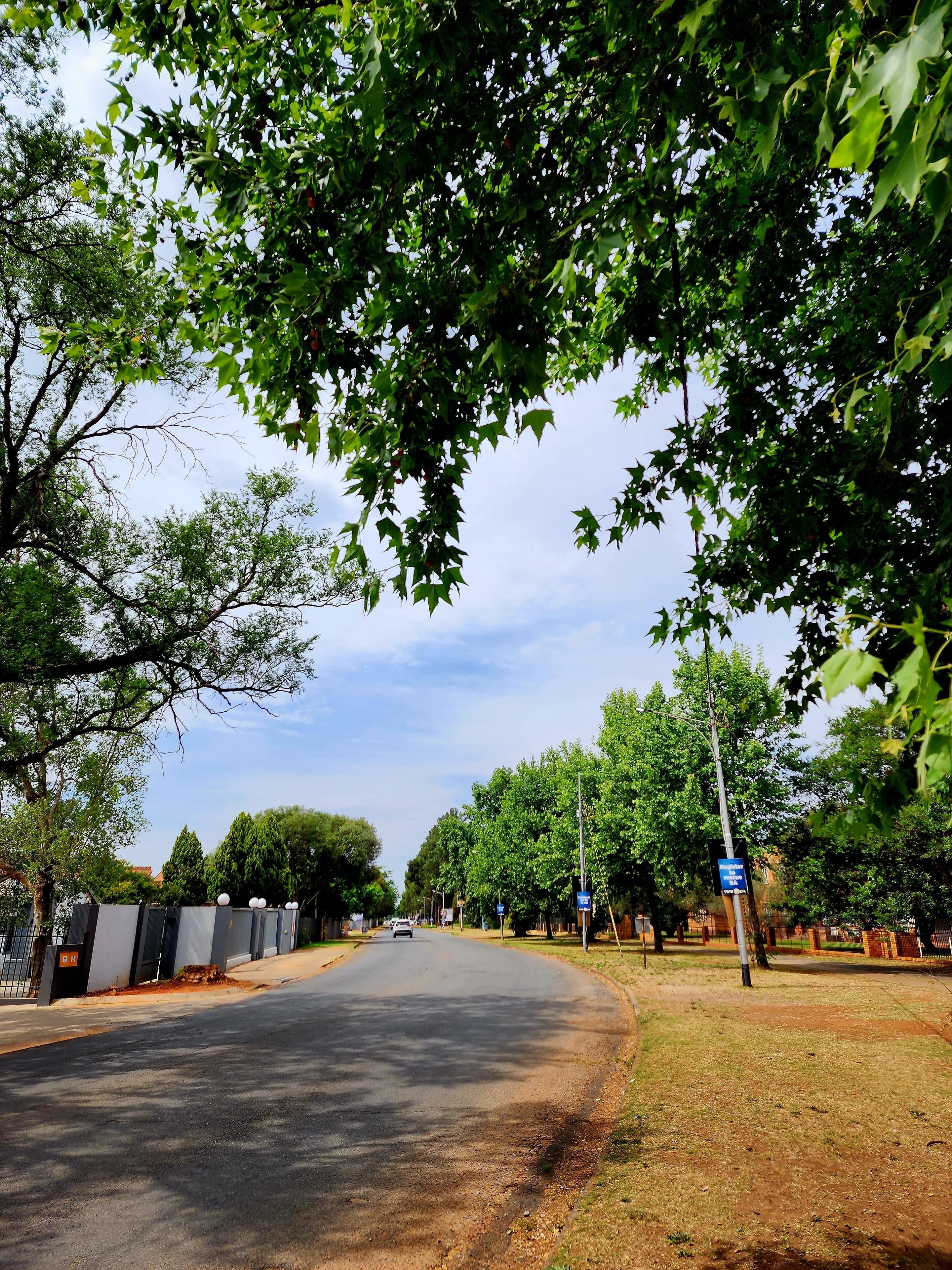 Una calle bordeada de árboles con cielo despejado.