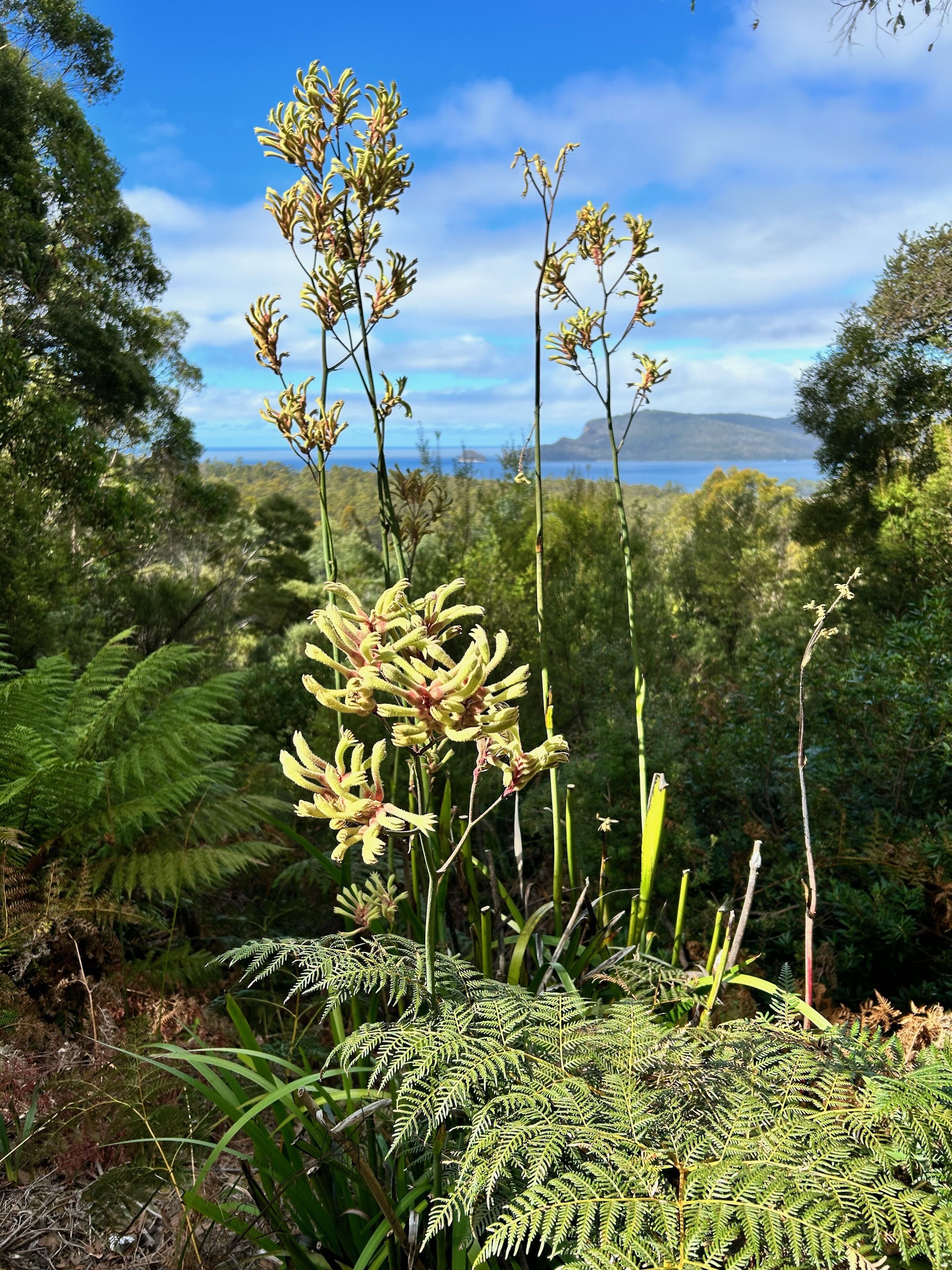 A natural landscape with ferns and flowering plants, a clear sky, and a distant view of a body of water and land.