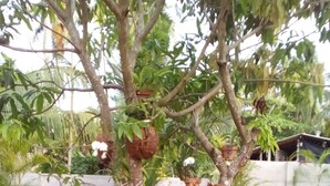 A tree with multiple potted plants attached to its trunk, set against a backdrop of a neatly trimmed lawn and a patterned pavement. - Orchid Dream (Bentota)