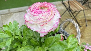 A hot tub, outdoor seating, and a flower in a garden setting. - Le Domaine Saint Ange (Friville-Escarbotin)