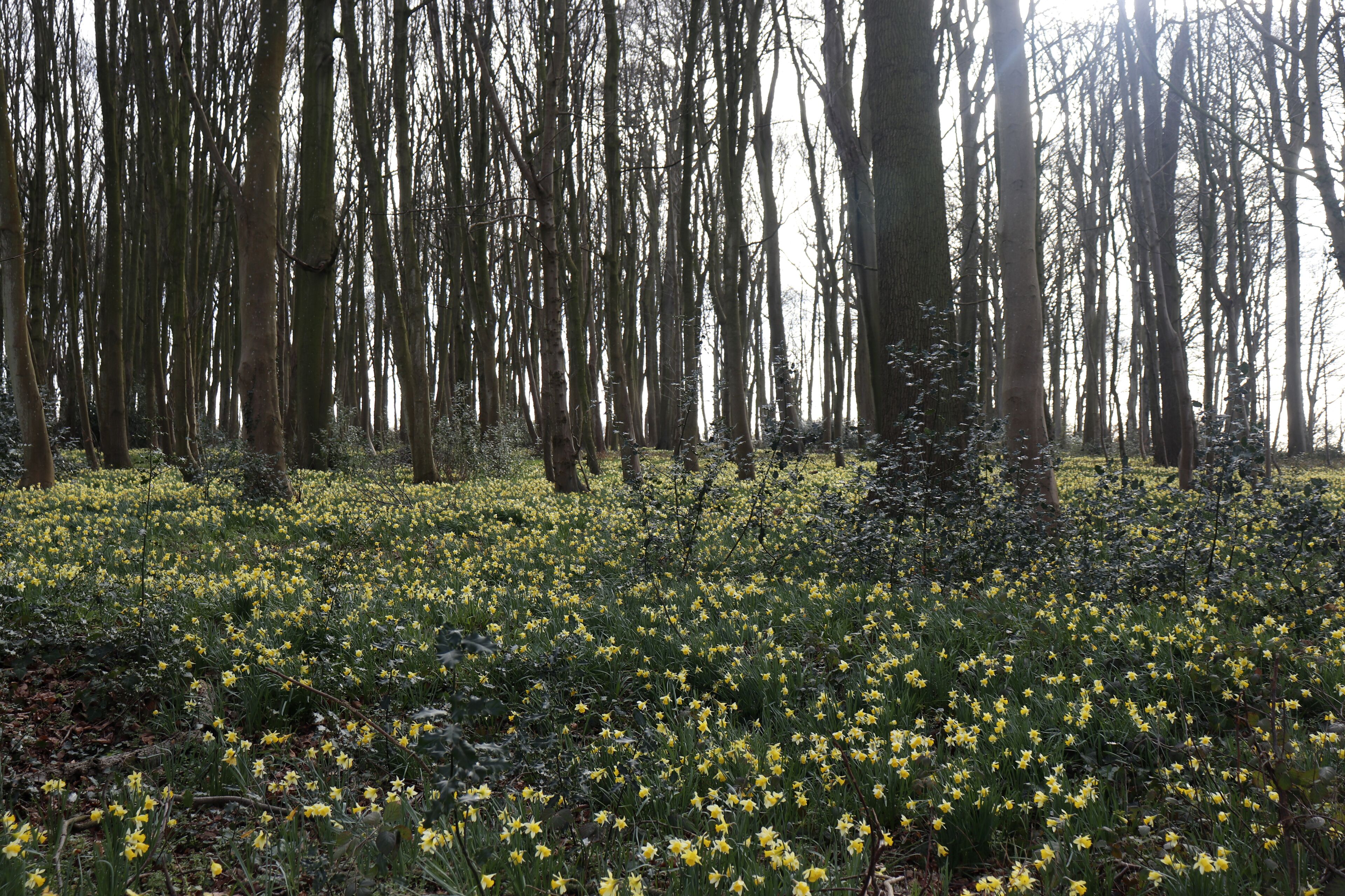 Una foresta con alberi alti e il terreno ricoperto di fiori gialli.
