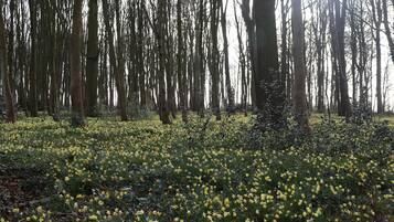 Una foresta con alberi alti e il terreno ricoperto di fiori gialli.