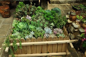 Un bac à fleurs en bois rempli de différentes sortes de plantes succulentes.
