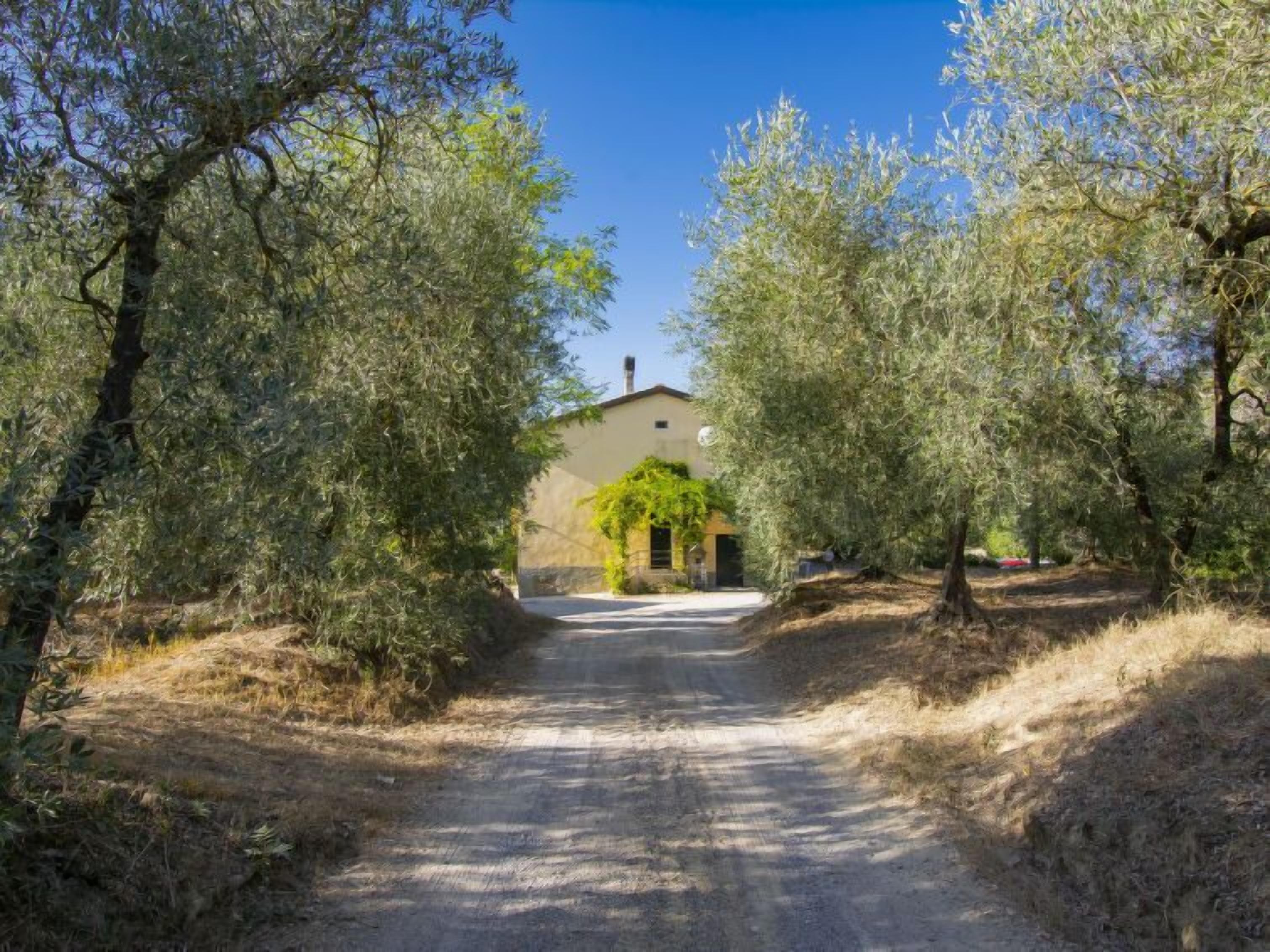 A rural road leading to a building surrounded by olive trees.