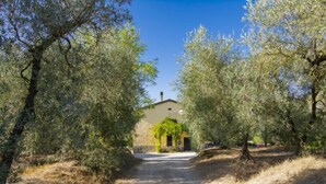 Une route de campagne menant à un bâtiment entouré d’oliviers.