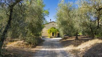 A rural road leading to a building surrounded by olive trees.