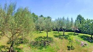 An olive grove with trees and a clear sky. - Comfortable Apartment with Attic in a Peaceful Village (Umag)