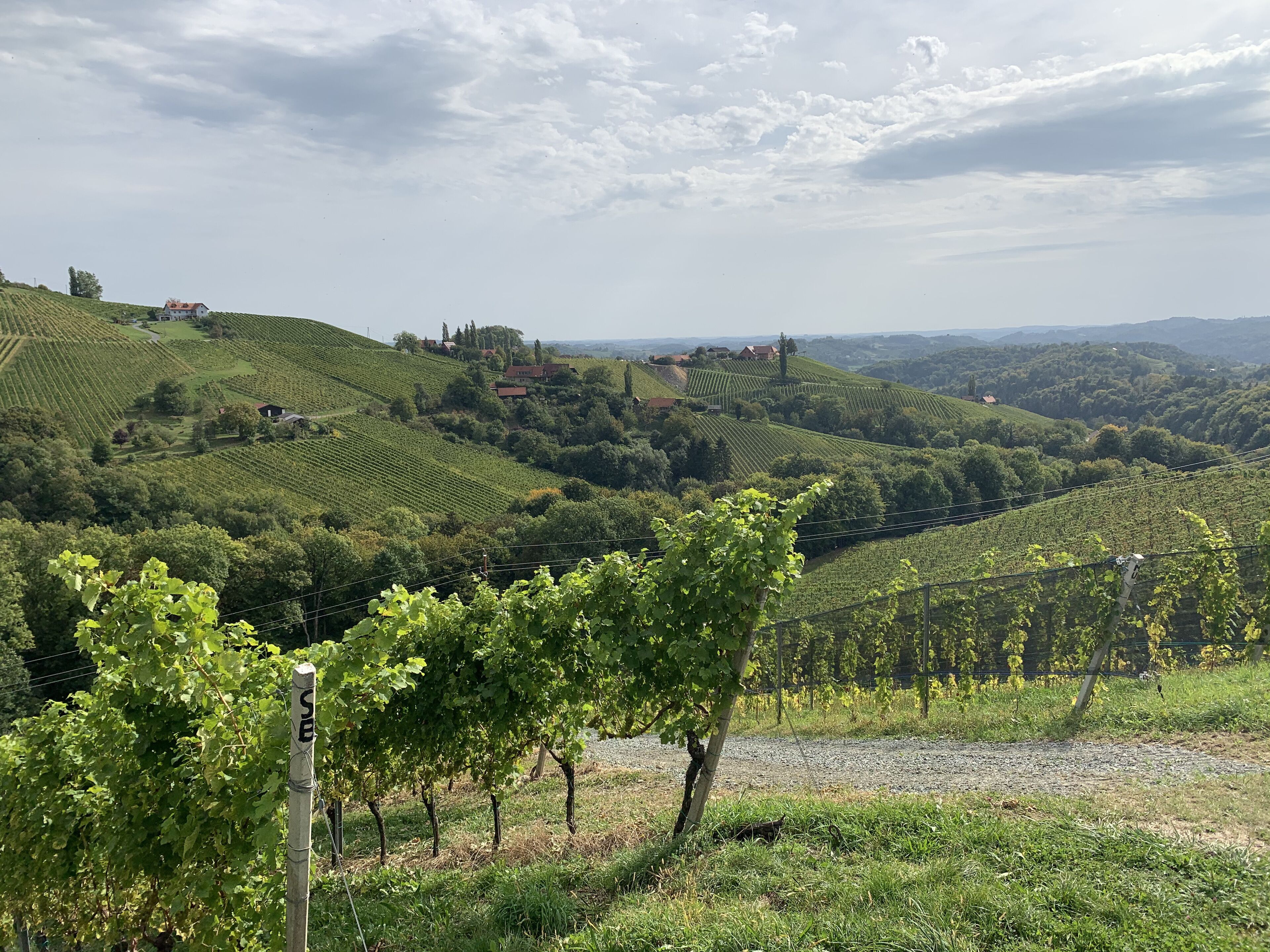 Ein Weinberg mit Reihen von Reben, einem Holzzaun und einer entfernten Ansicht von Häusern an einem Hügel.