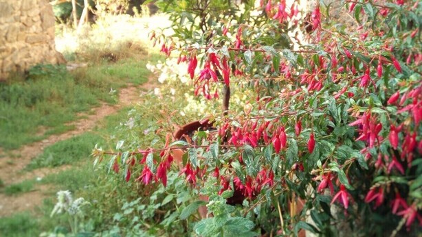 A garden with a variety of plants and a stone wall. - Farm cottage with view of the Vercors 4 pers (Saint-Péray)