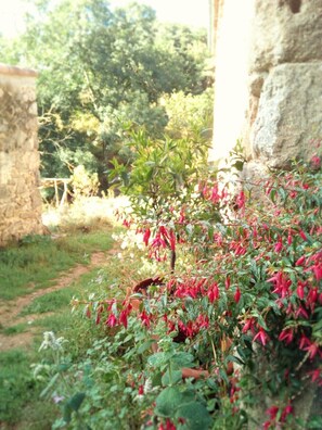 Ein Garten mit vielfältigen Pflanzen und einer Steinmauer.