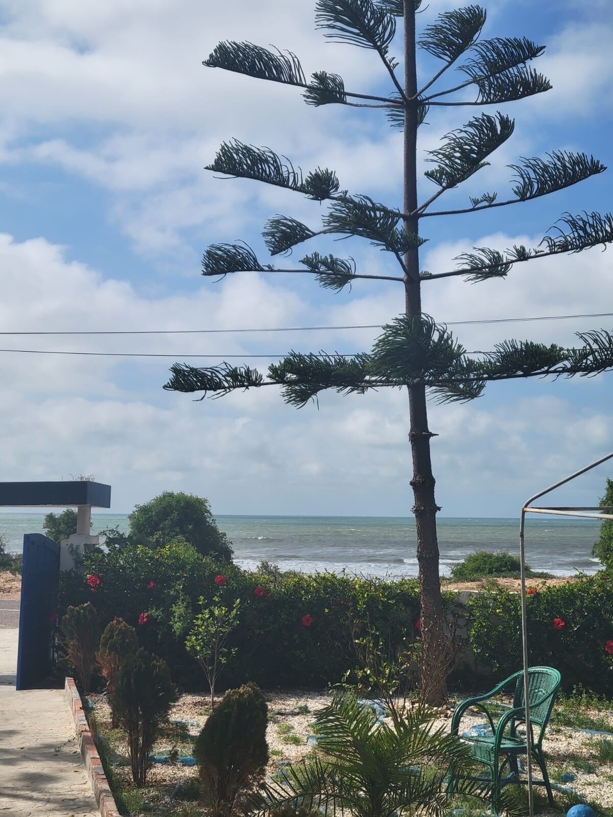 A coastal view with a tall tree, a chair, and a bench near the water.