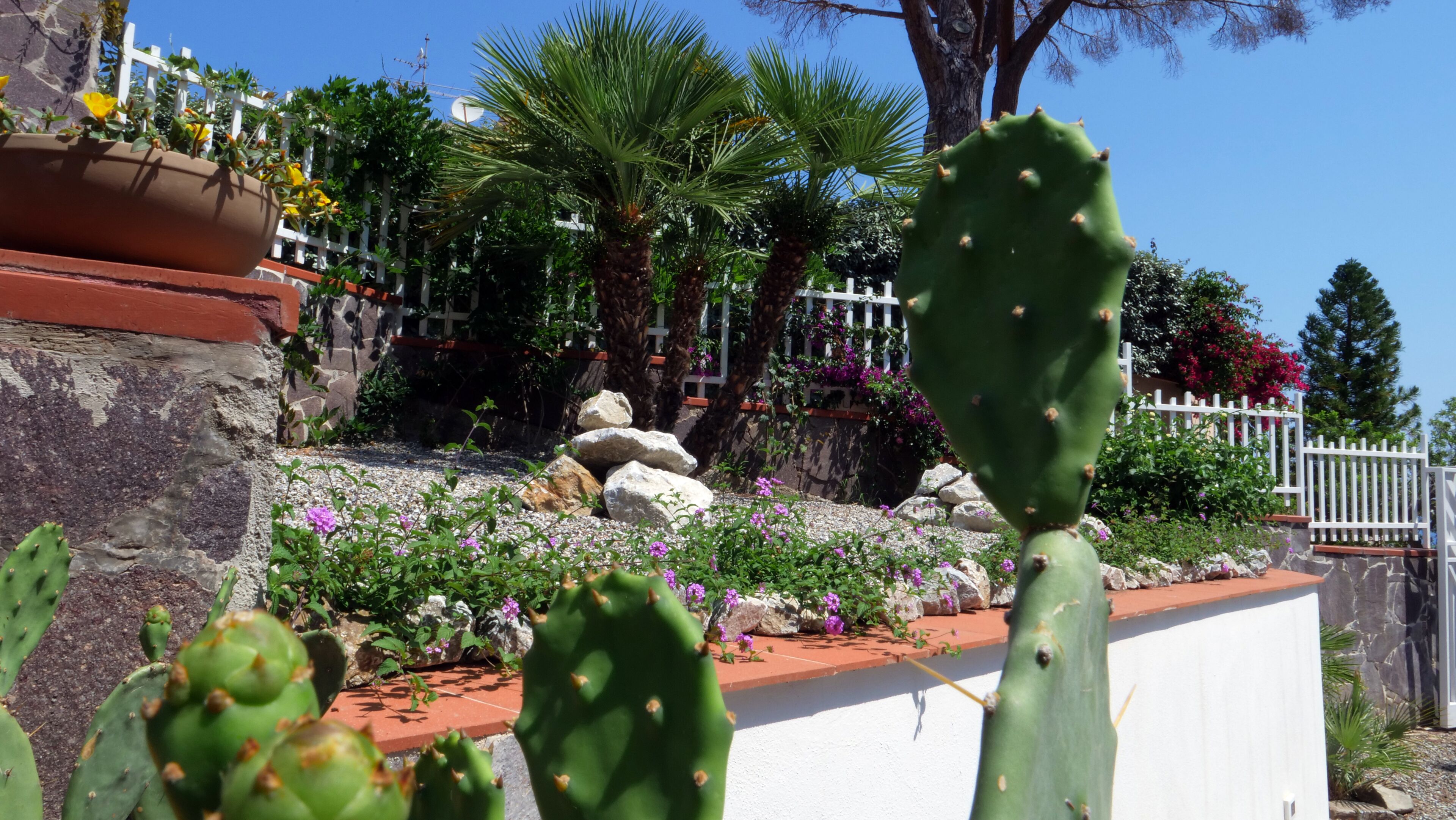 A garden with cacti, flowering plants, and a white fence.