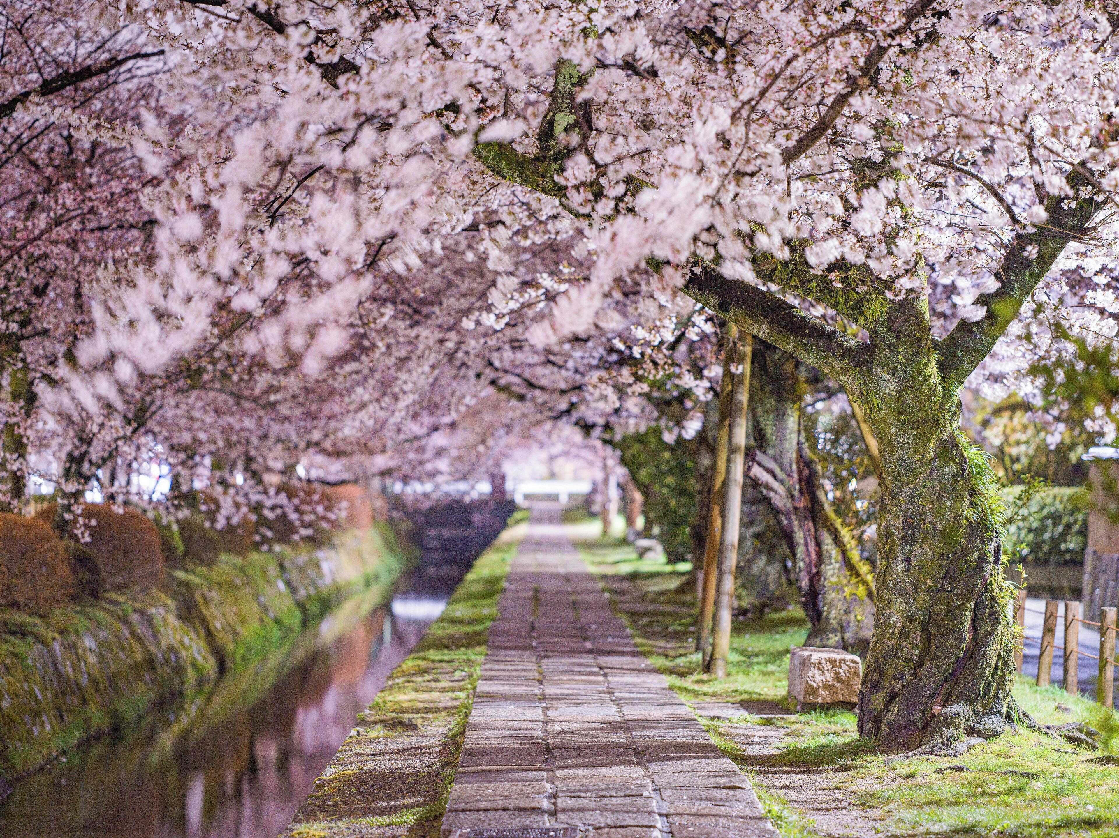 A pathway lined with cherry blossom trees, a stone bridge, and a canal.