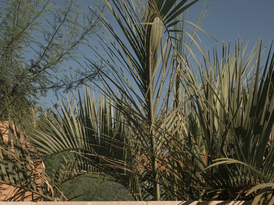 A concrete wall with two small windows and a palm tree in the foreground.