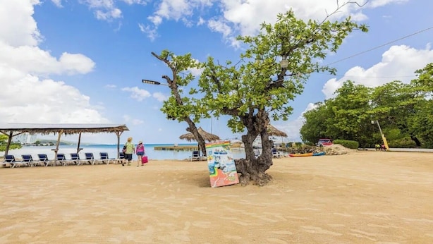 A beach with lounge chairs, a tree, and a beach umbrella.