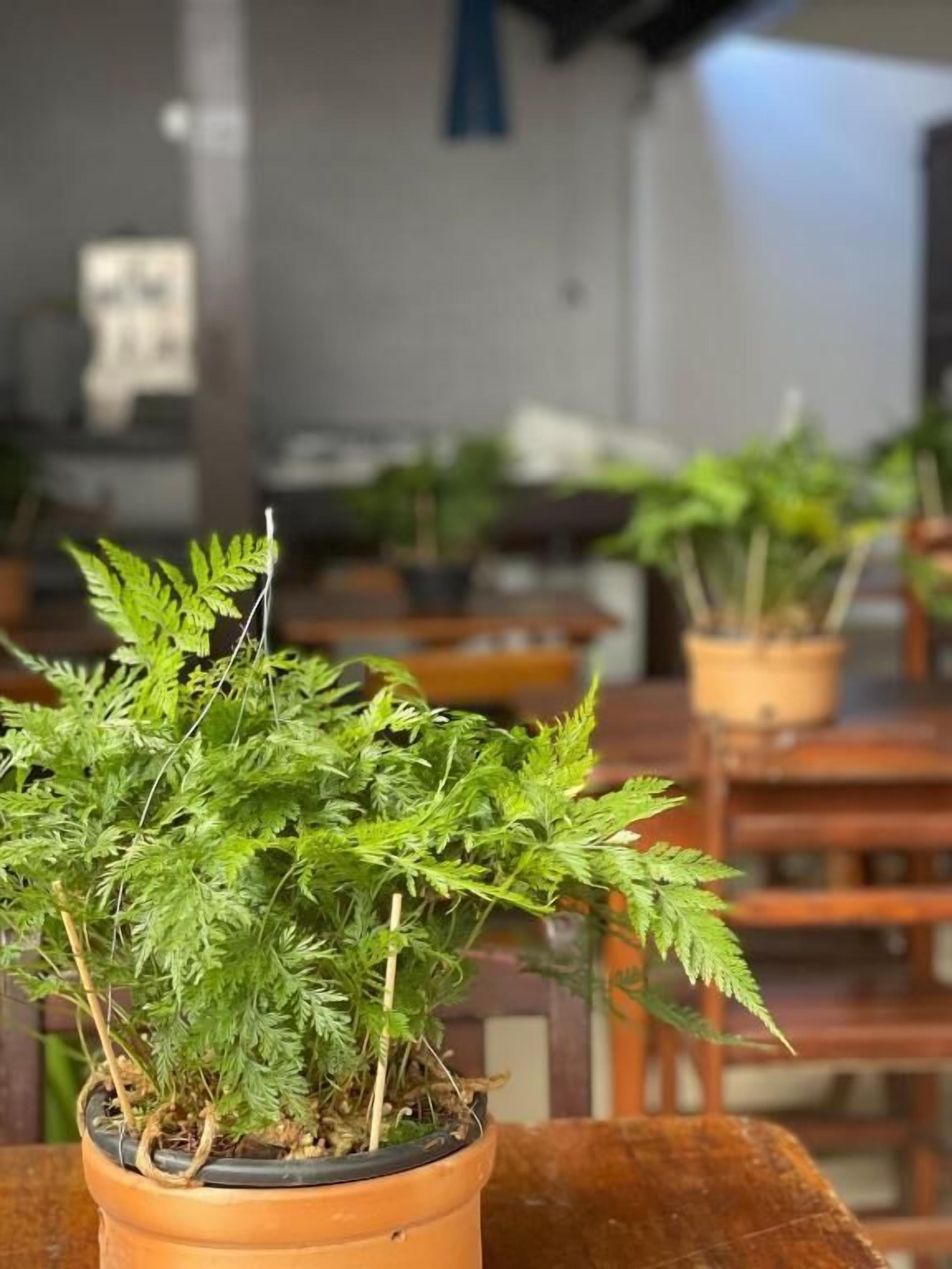 Photo - Peixe Crew Rua das Pedras