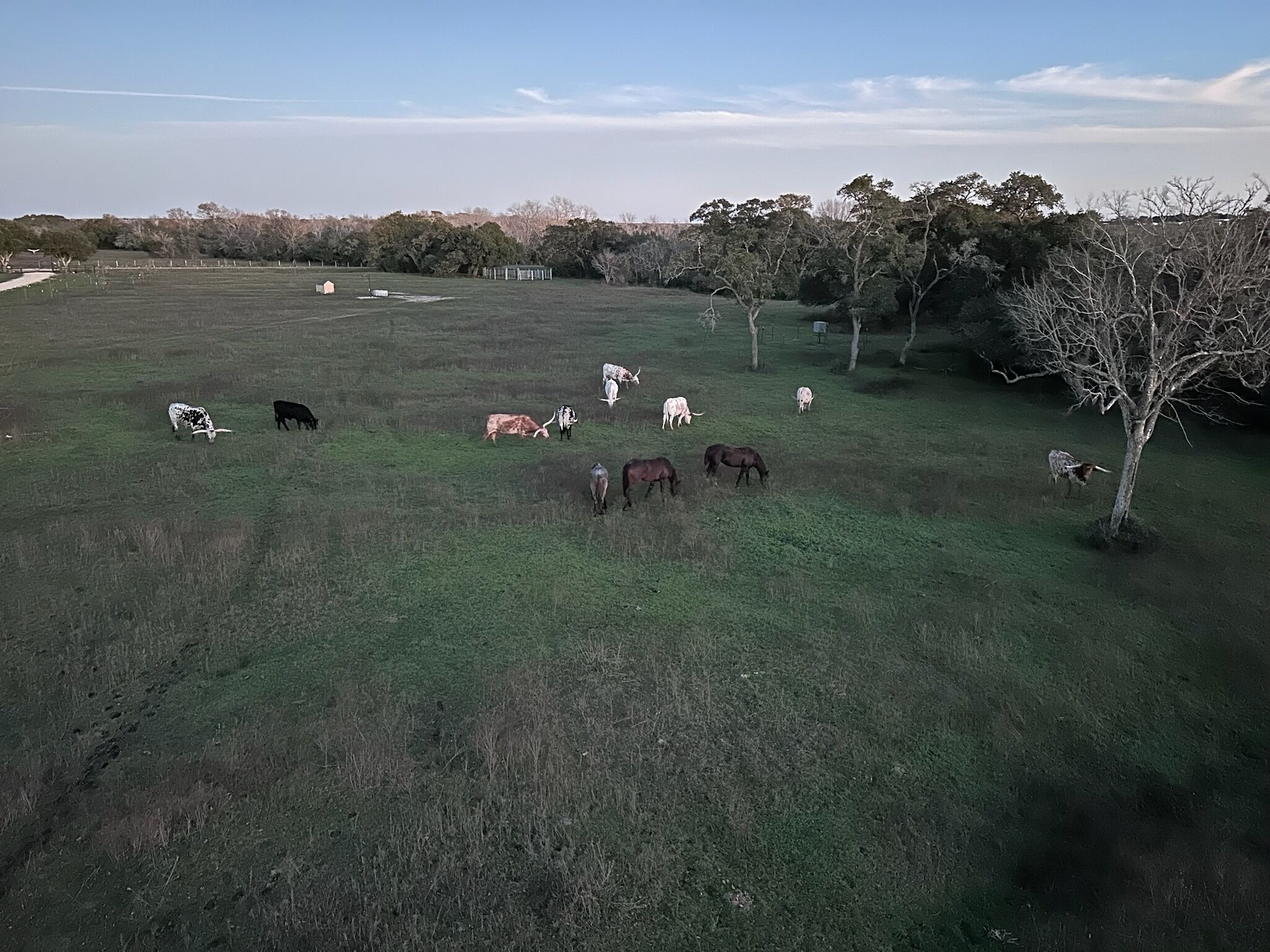Un vaste champ où plusieurs chevaux paissent.