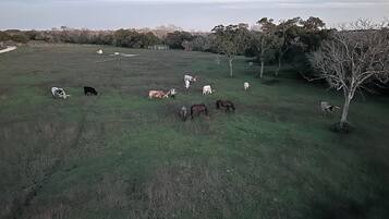 Un vaste champ où plusieurs chevaux paissent.