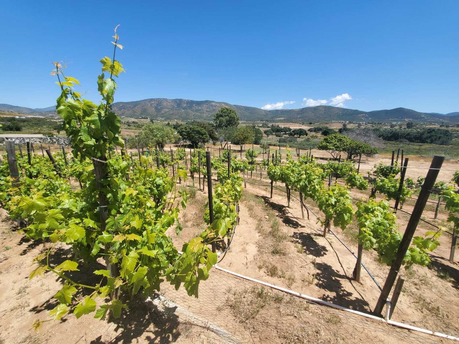 Un vignoble où les rangs de vignes sont soutenus par des piquets en bois et du fil de fer.