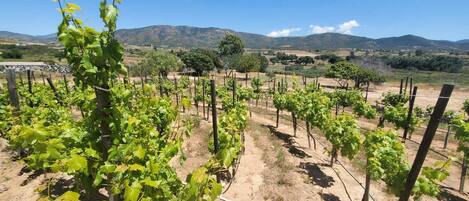 Un vignoble où les rangs de vignes sont soutenus par des piquets en bois et du fil de fer.