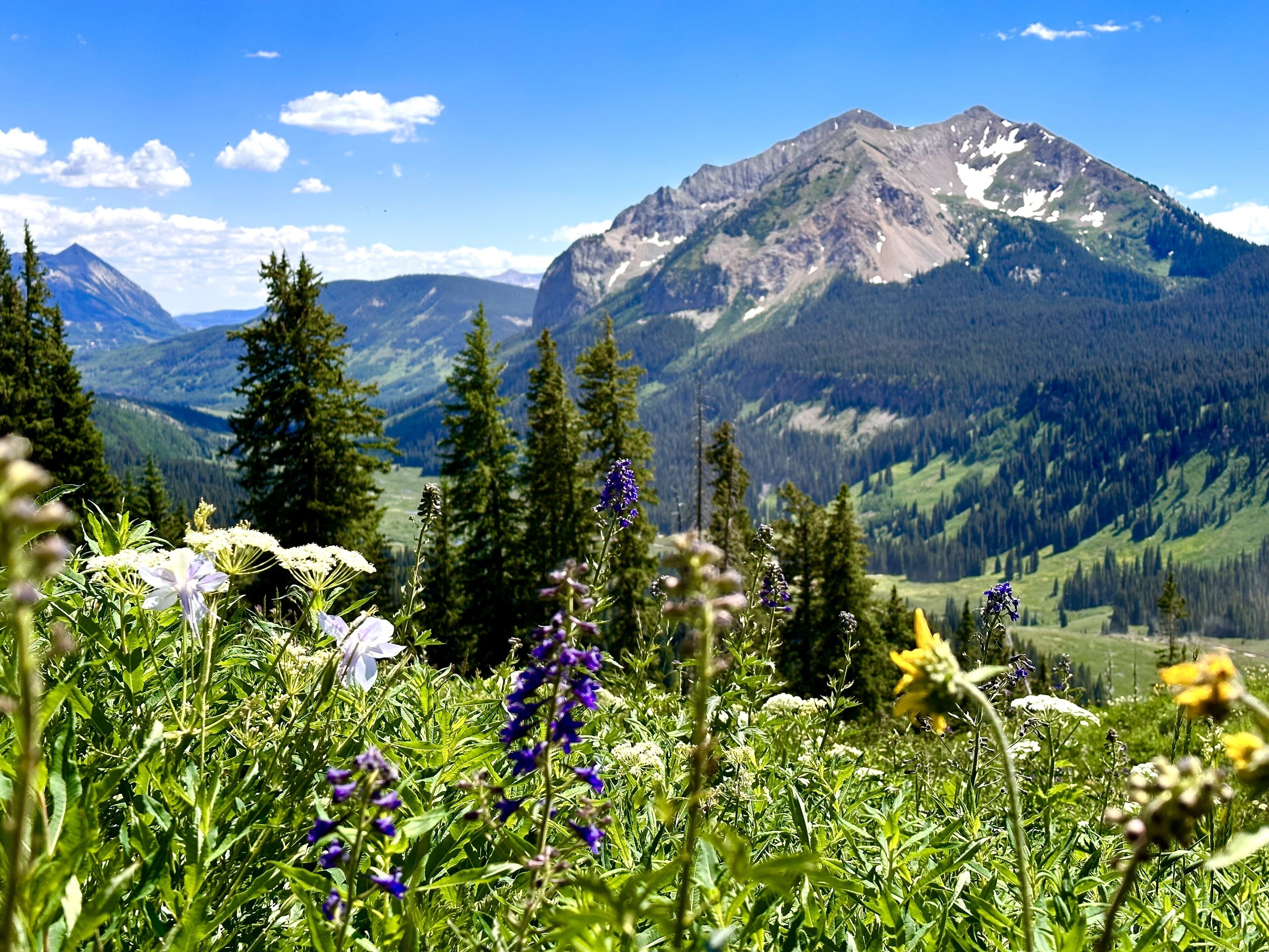 A mountain landscape with a prominent peak, surrounded by dense forests and wildflowers.