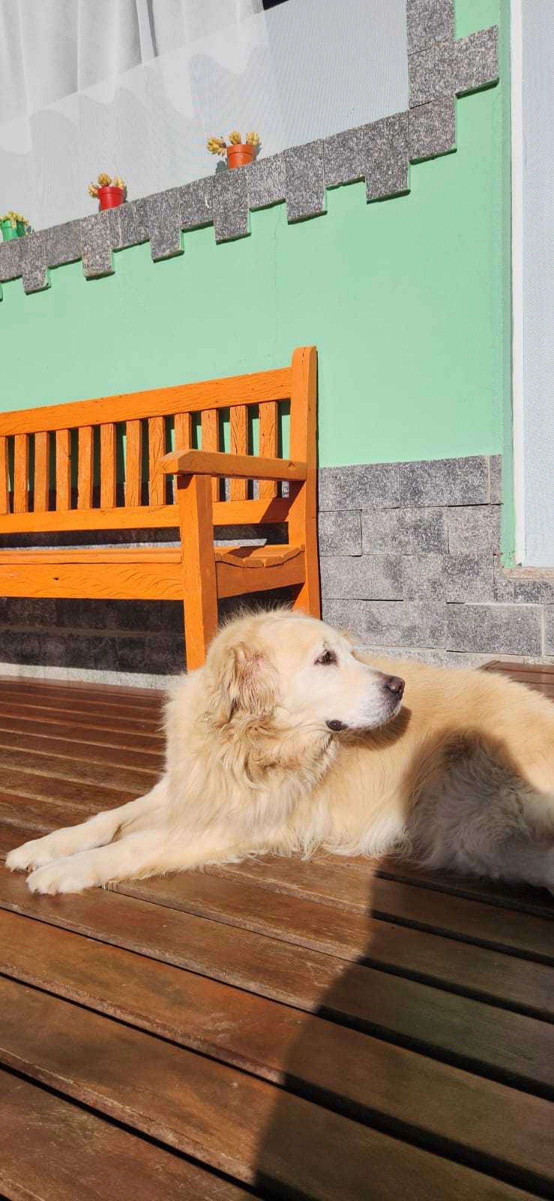 A dog lying on a wooden deck with a bench in the background.