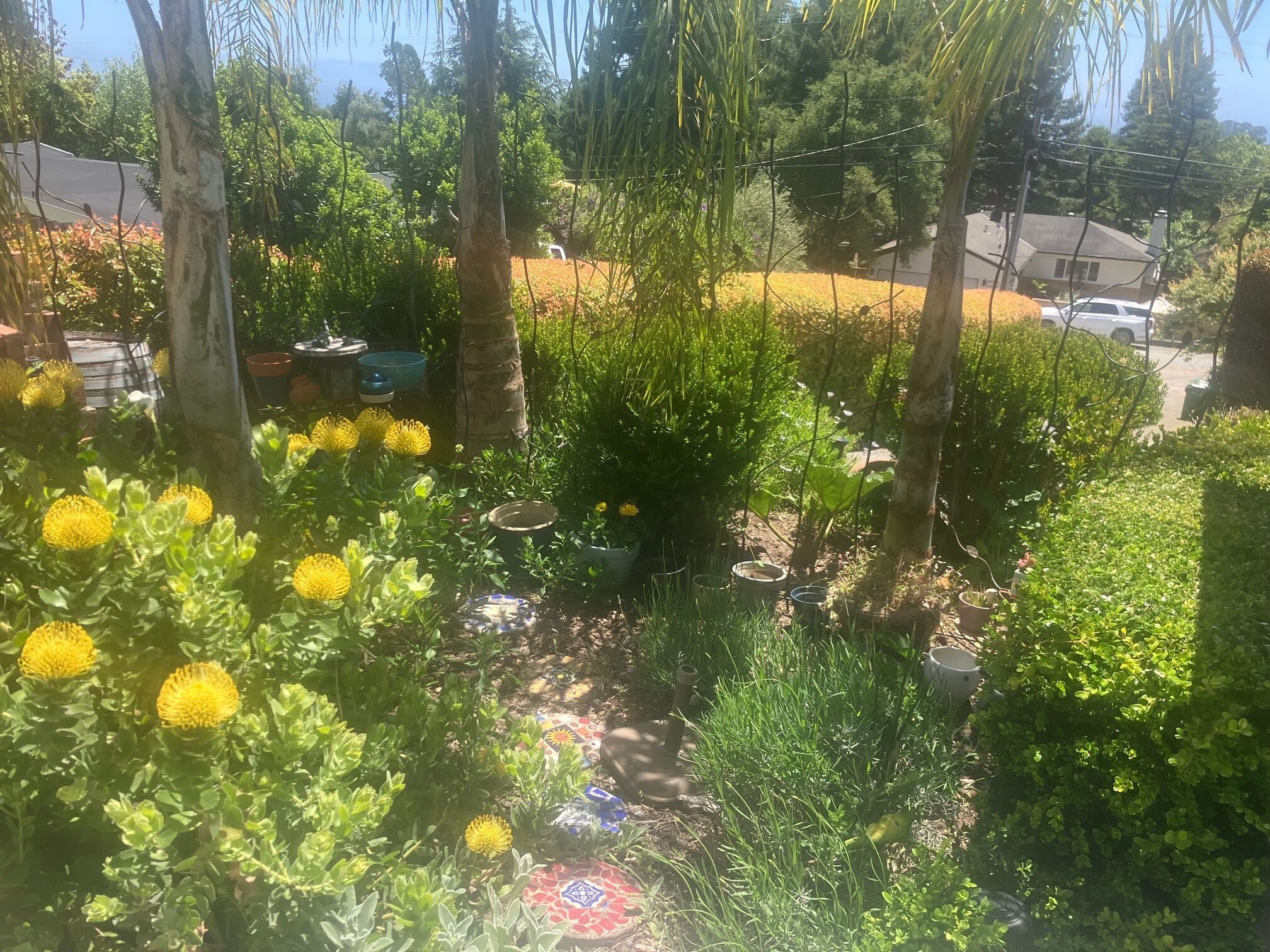 A garden with various plants and flowers, including yellow blooms and green foliage.